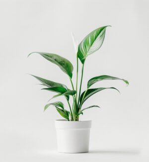 product-06 product 06